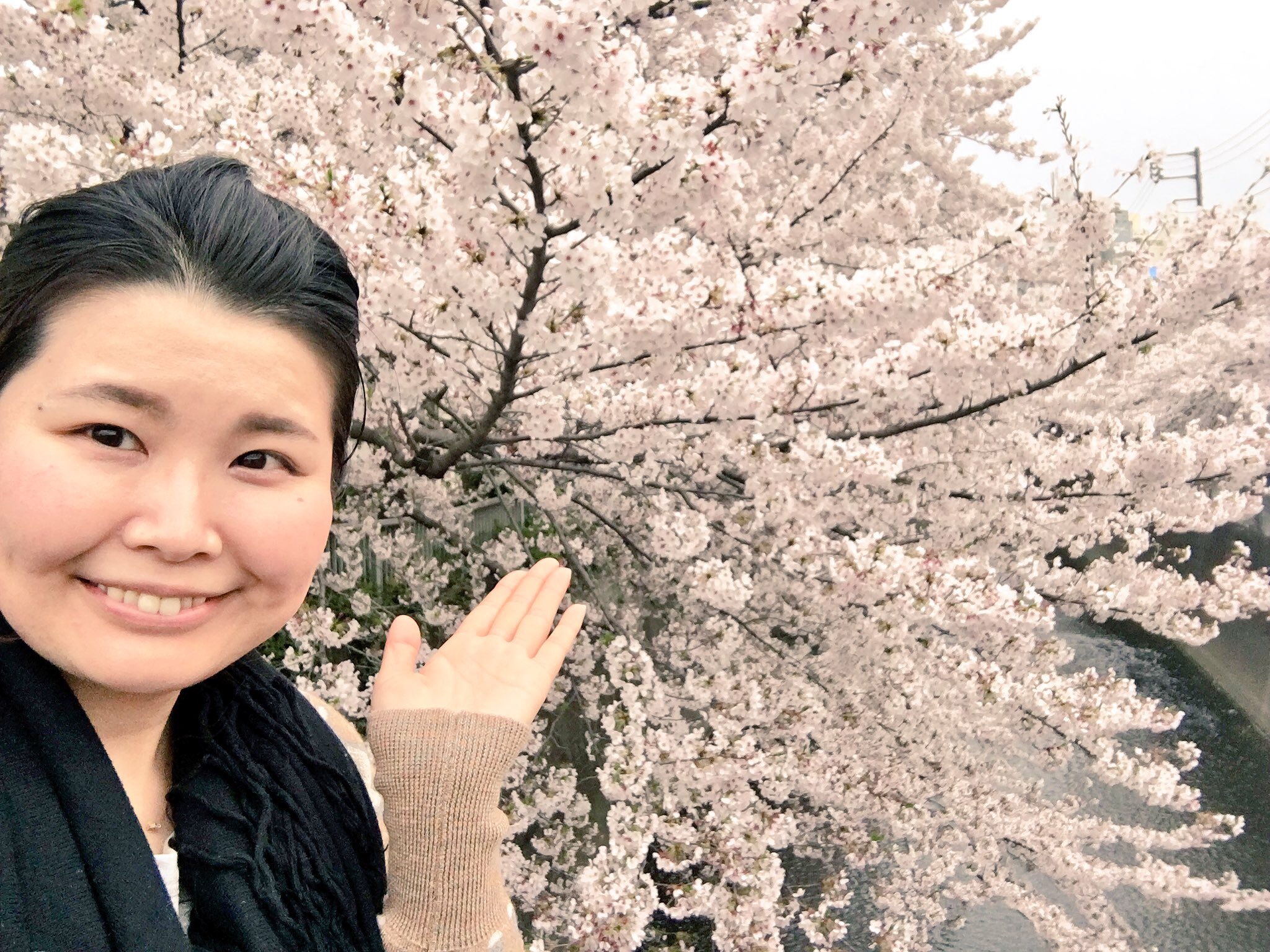 桜と共に、苦節乗り越えて開花できた気分になった！神田川桜並木♡